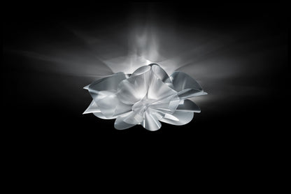Etoile Ceiling and Wall Light